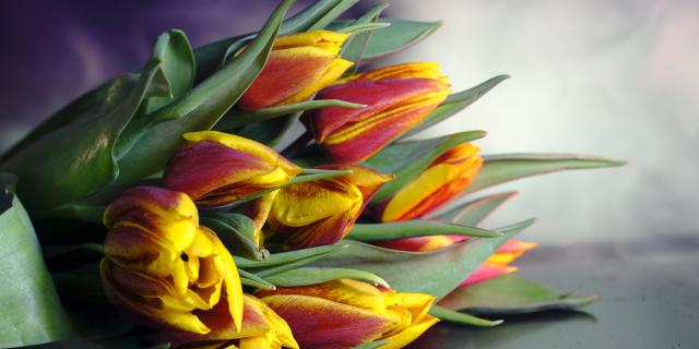 tulips 3176797 1920